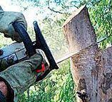 How Our Tree Care Process Works  in  Fabens, TX