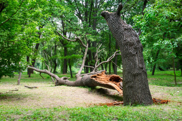 Best Tree Removal  in Fabens, TX