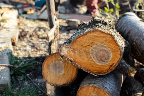 Best Tree Mulching  in Fabens, TX