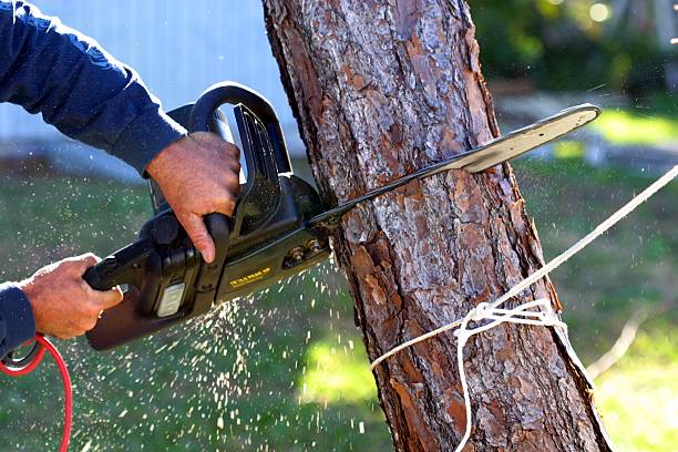 Trusted Fabens, TX Tree Care Experts