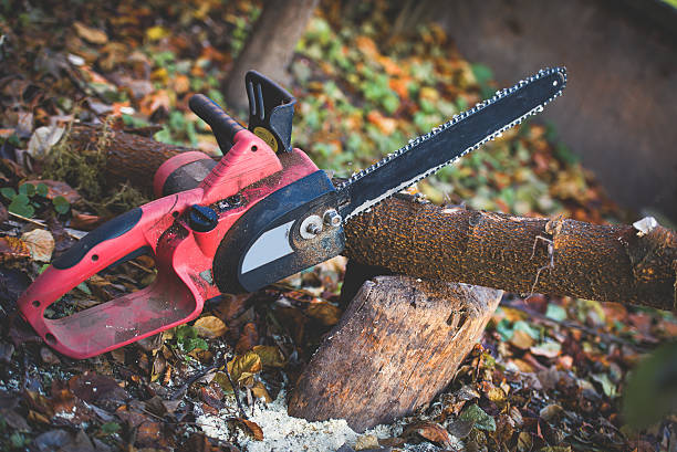 Best Lawn Pest Prevention  in Fabens, TX
