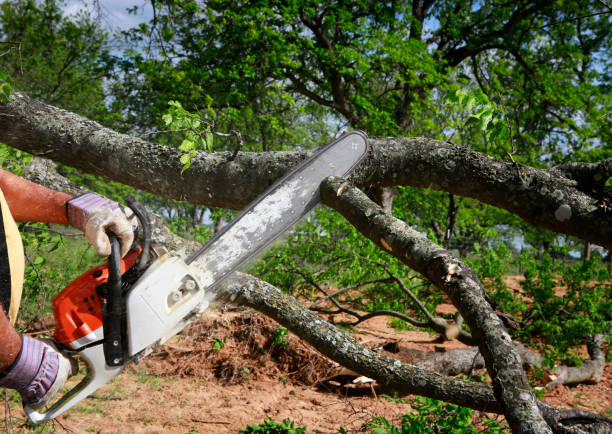 Best Lawn Watering Services  in Fabens, TX